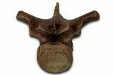 Fossil Dinosaur (Thescelosaurus) Dorsal Vertebra - Montana #353320-3